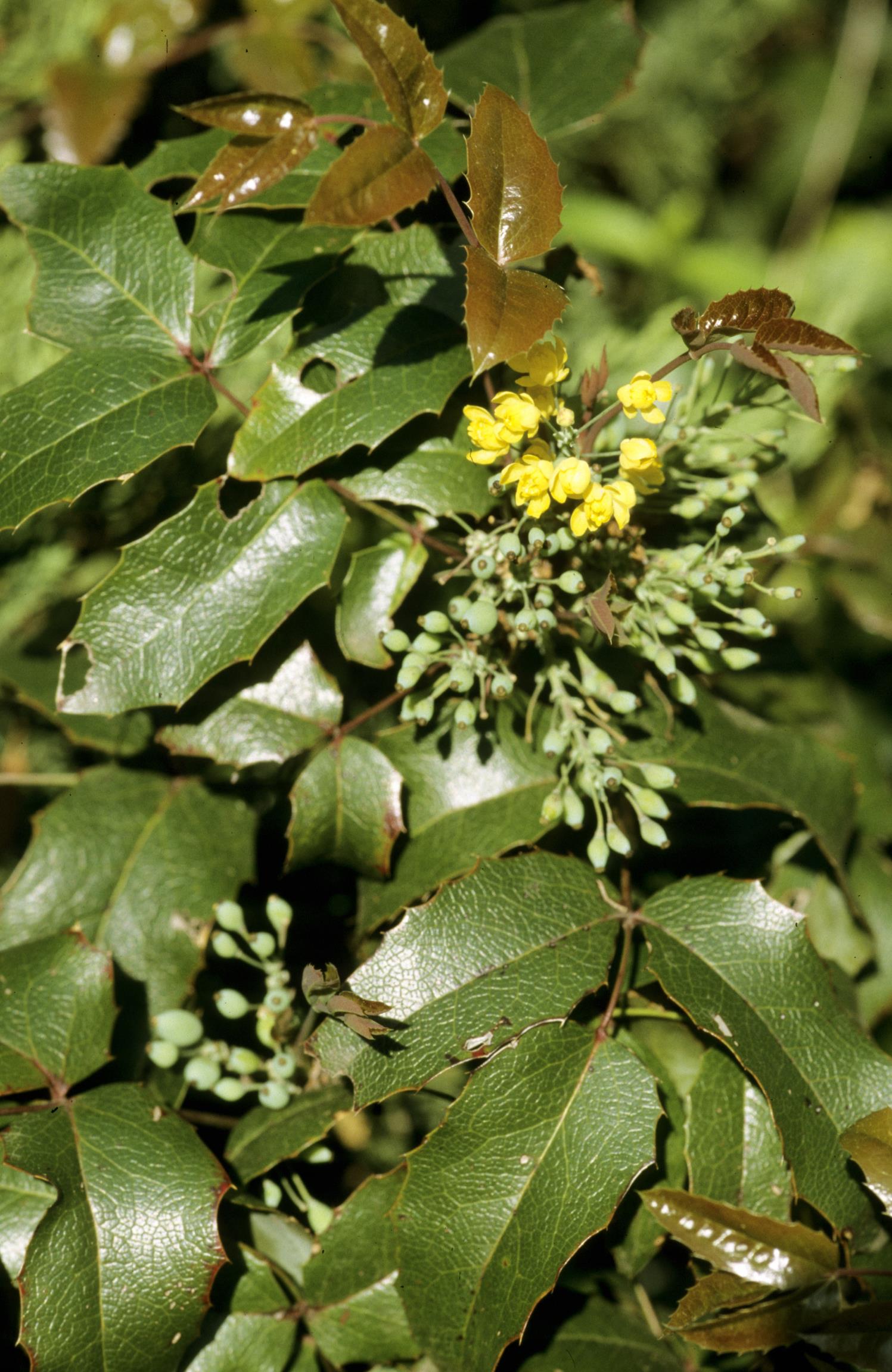 Creeping Oregon-Grape