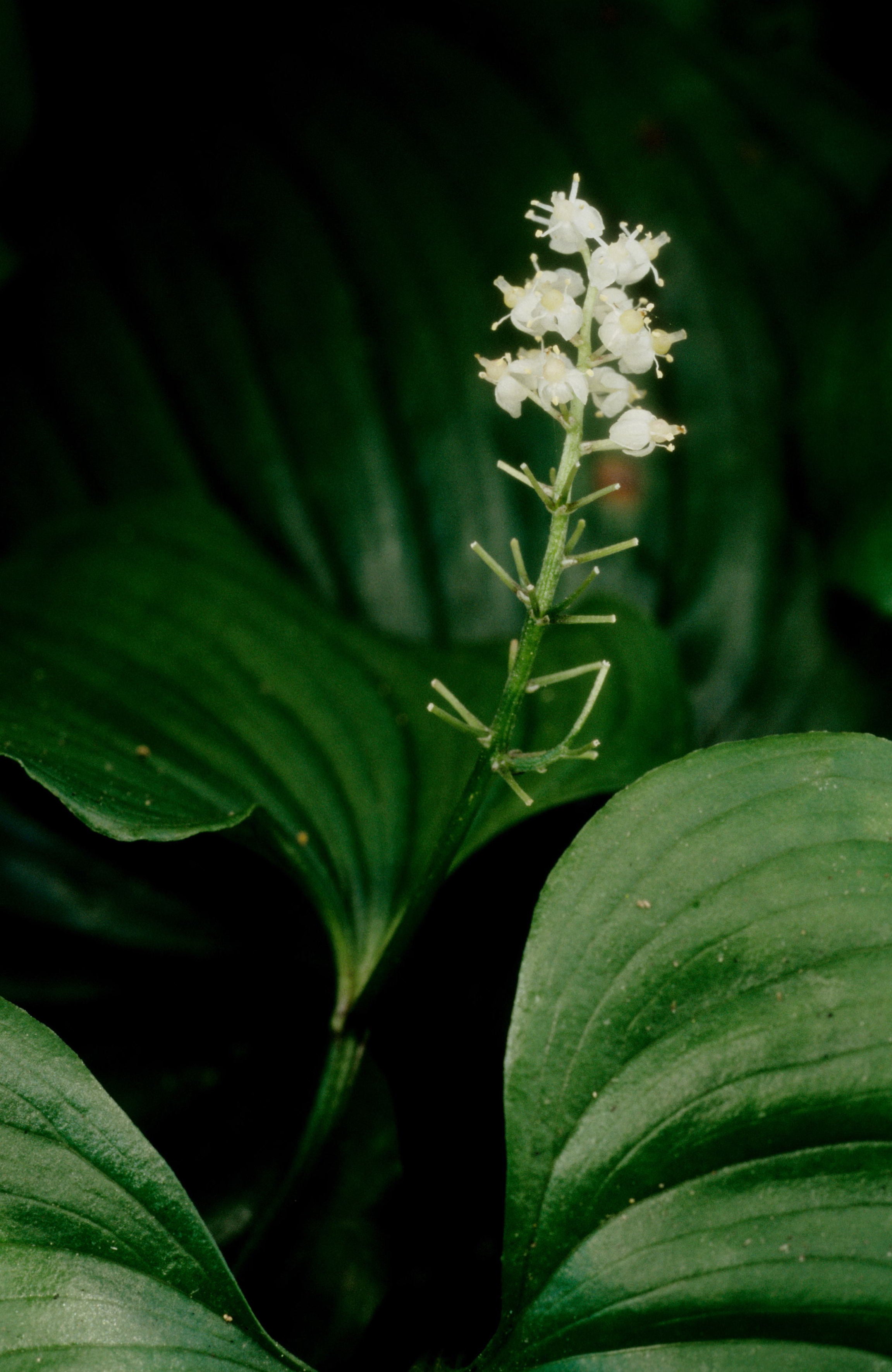 Two-Leaf False Solomon's-Seal