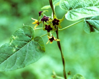 Angular-Fruit Anglepod