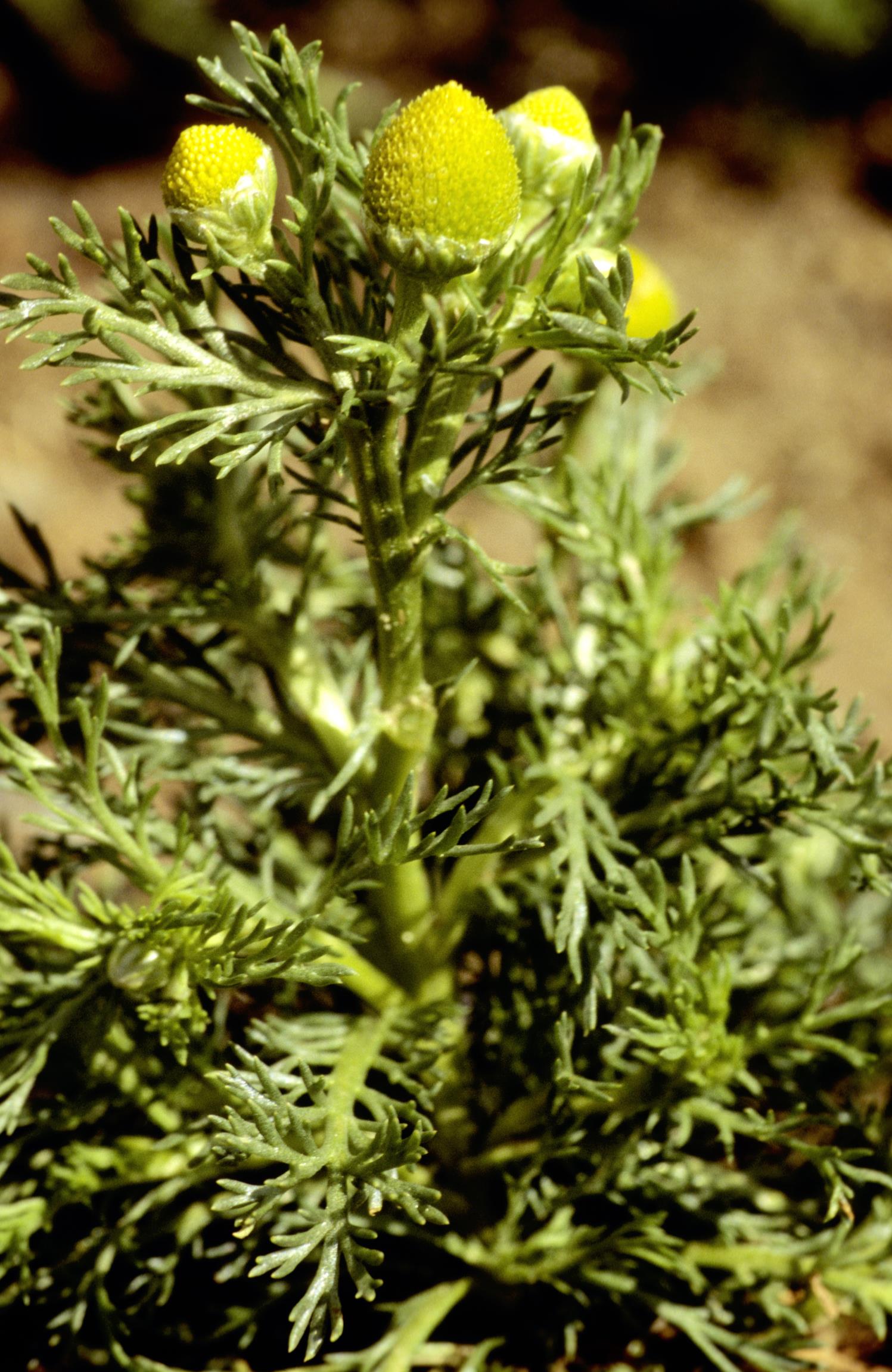 Pineapple-Weed