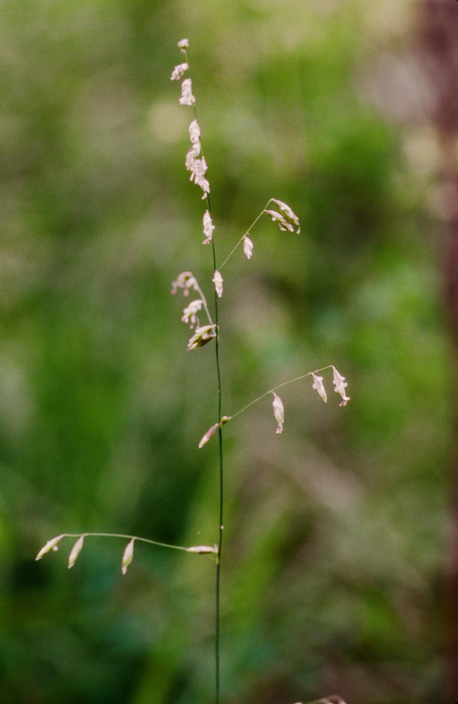Three-Flower Melic Grass