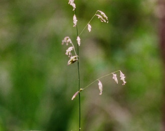 Three-Flower Melic Grass