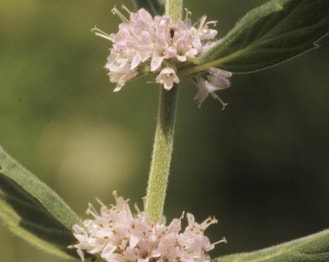 American Wild Mint