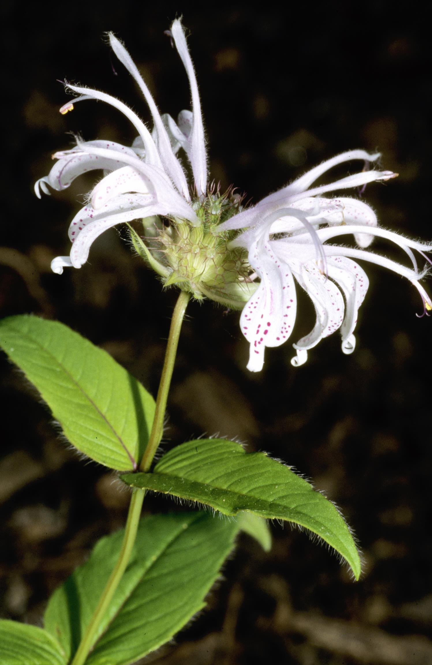 Eastern Beebalm