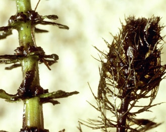 Two-Leaf Water-Milfoil