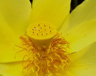 American Lotus