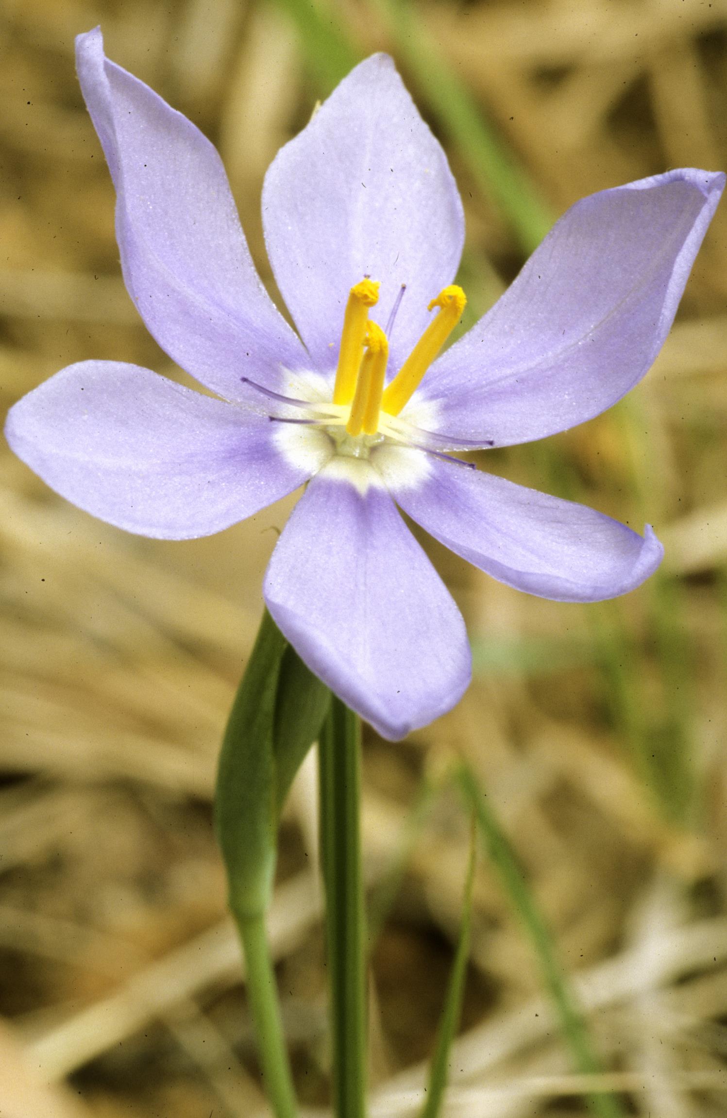Prairie Pleatleaf