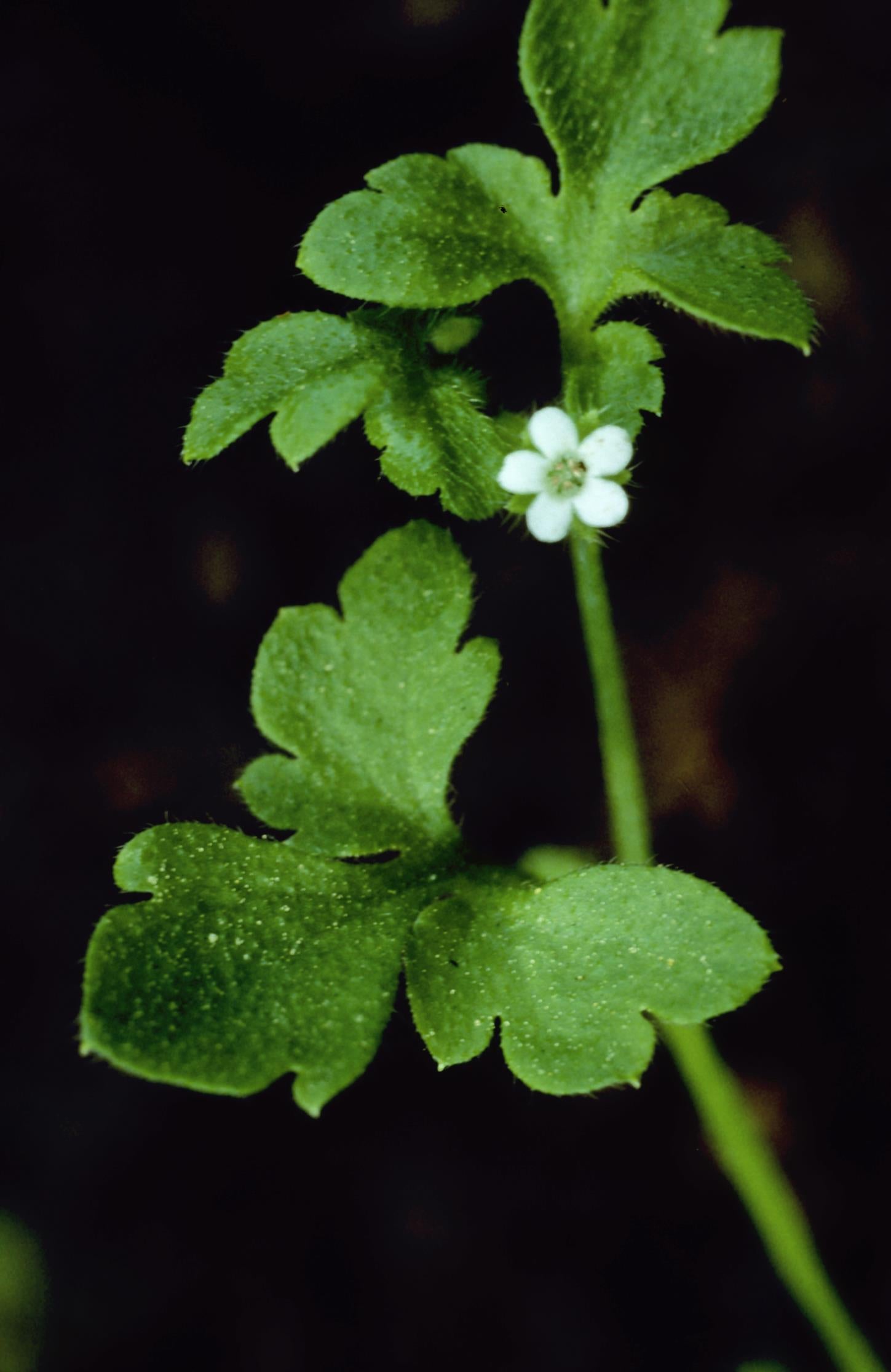 Small-Flower Baby-Blue-Eyes