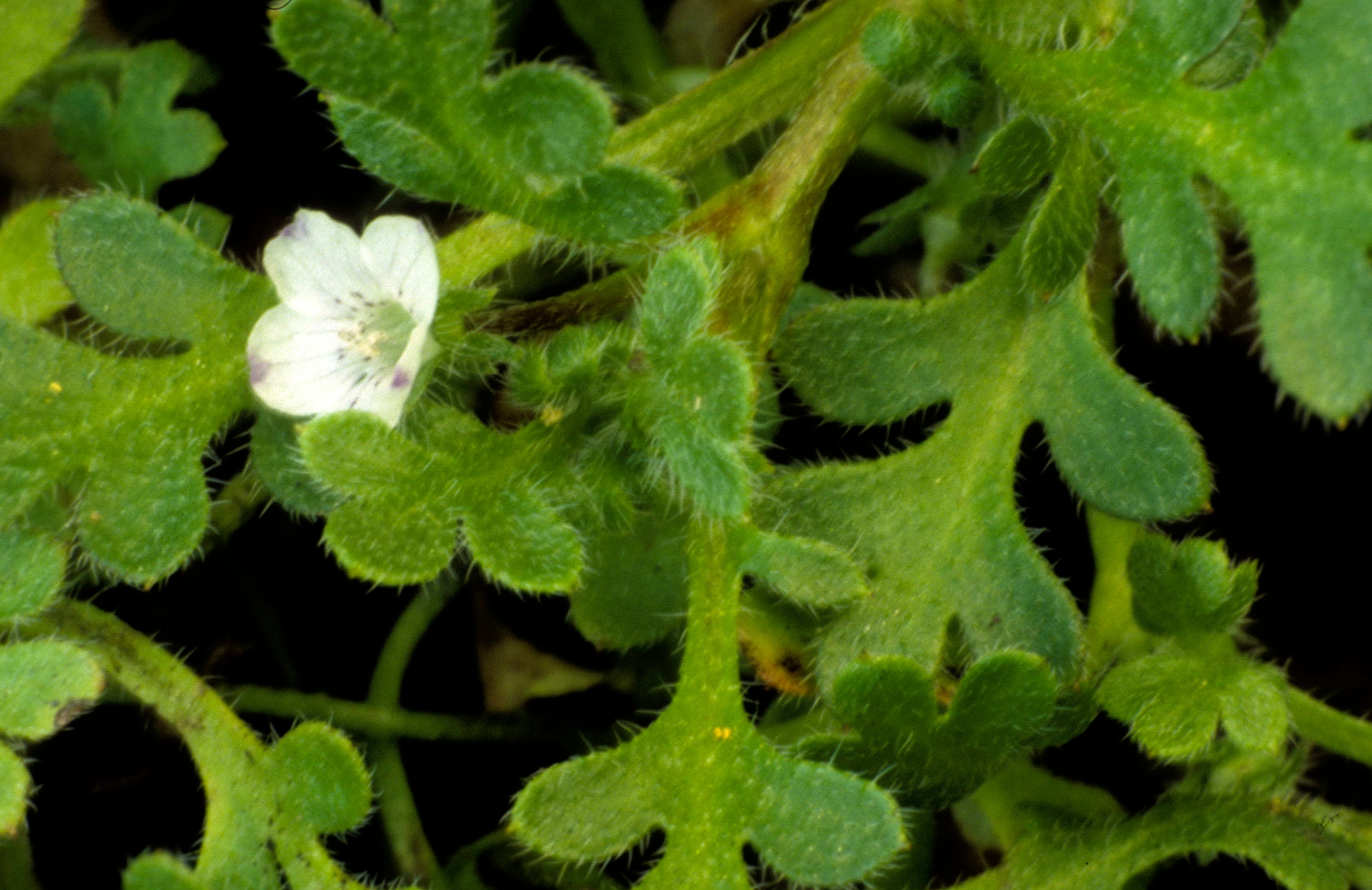 Meadow Baby-Blue-Eyes