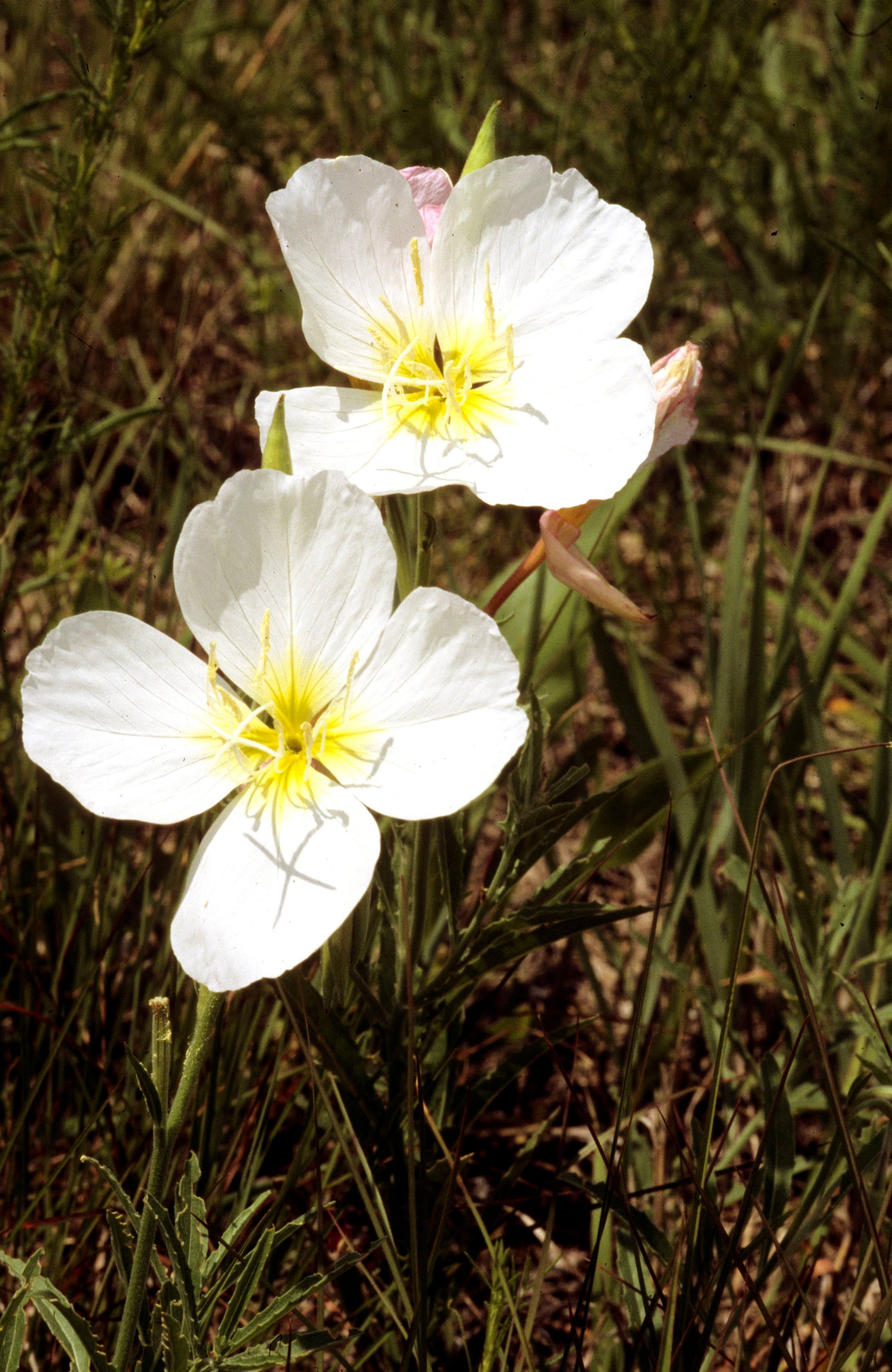 White-Stem Evening-Primrose