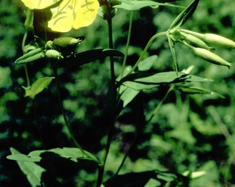Narrow-Leaf Evening-Primrose