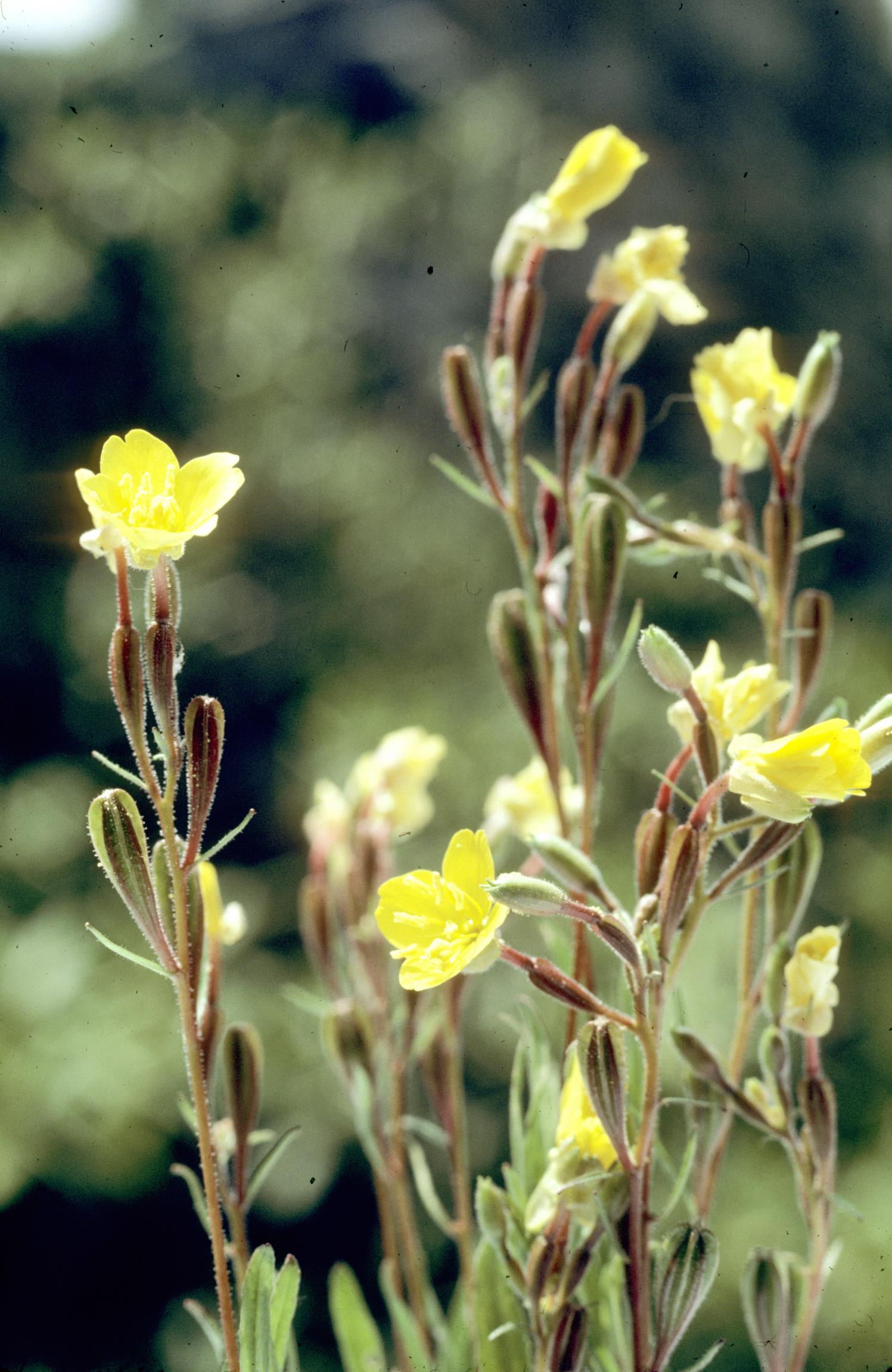 Small Evening-Primrose