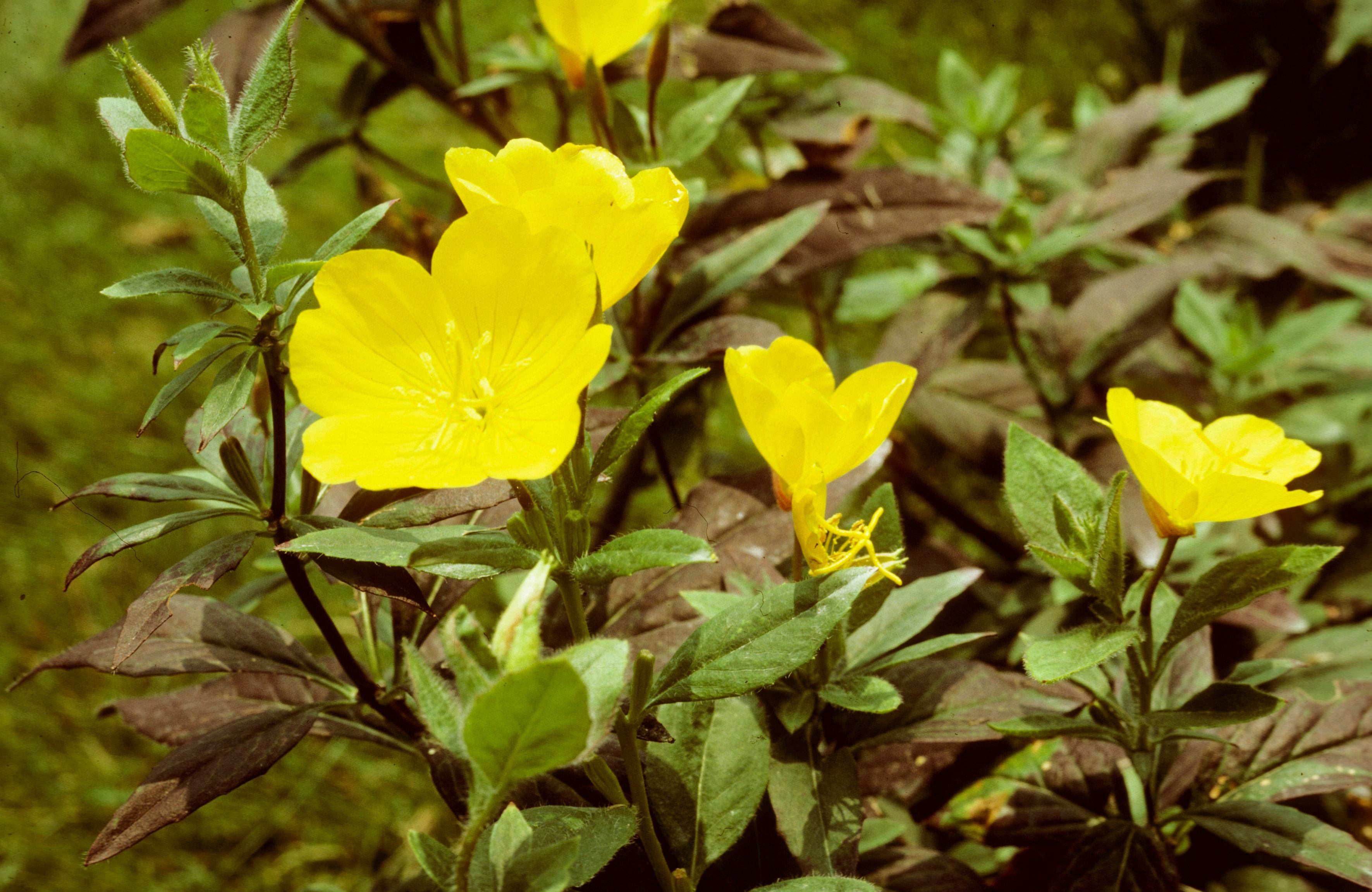 Meadow Evening-Primrose