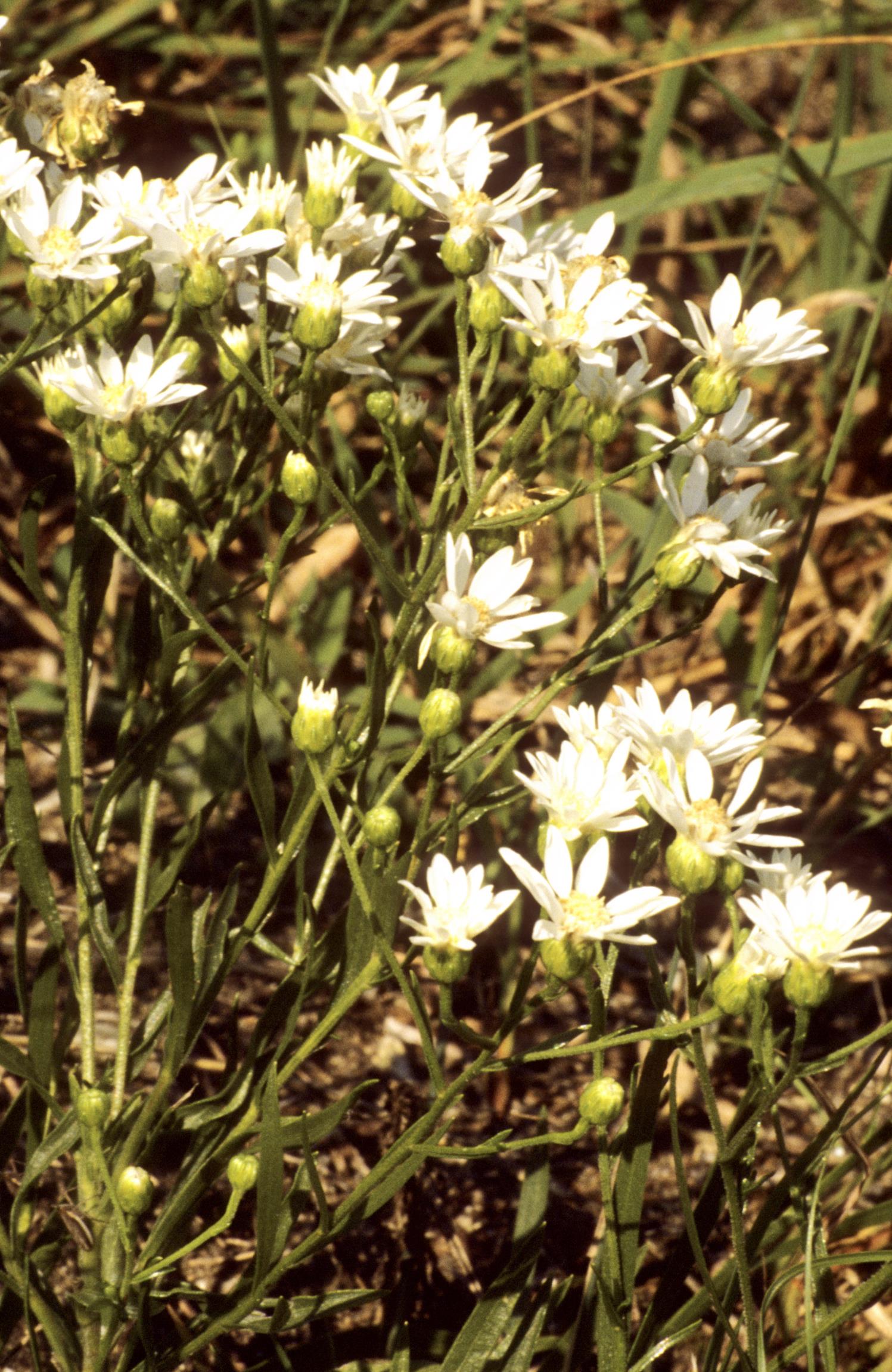 Prairie Flat-Top-Goldenrod