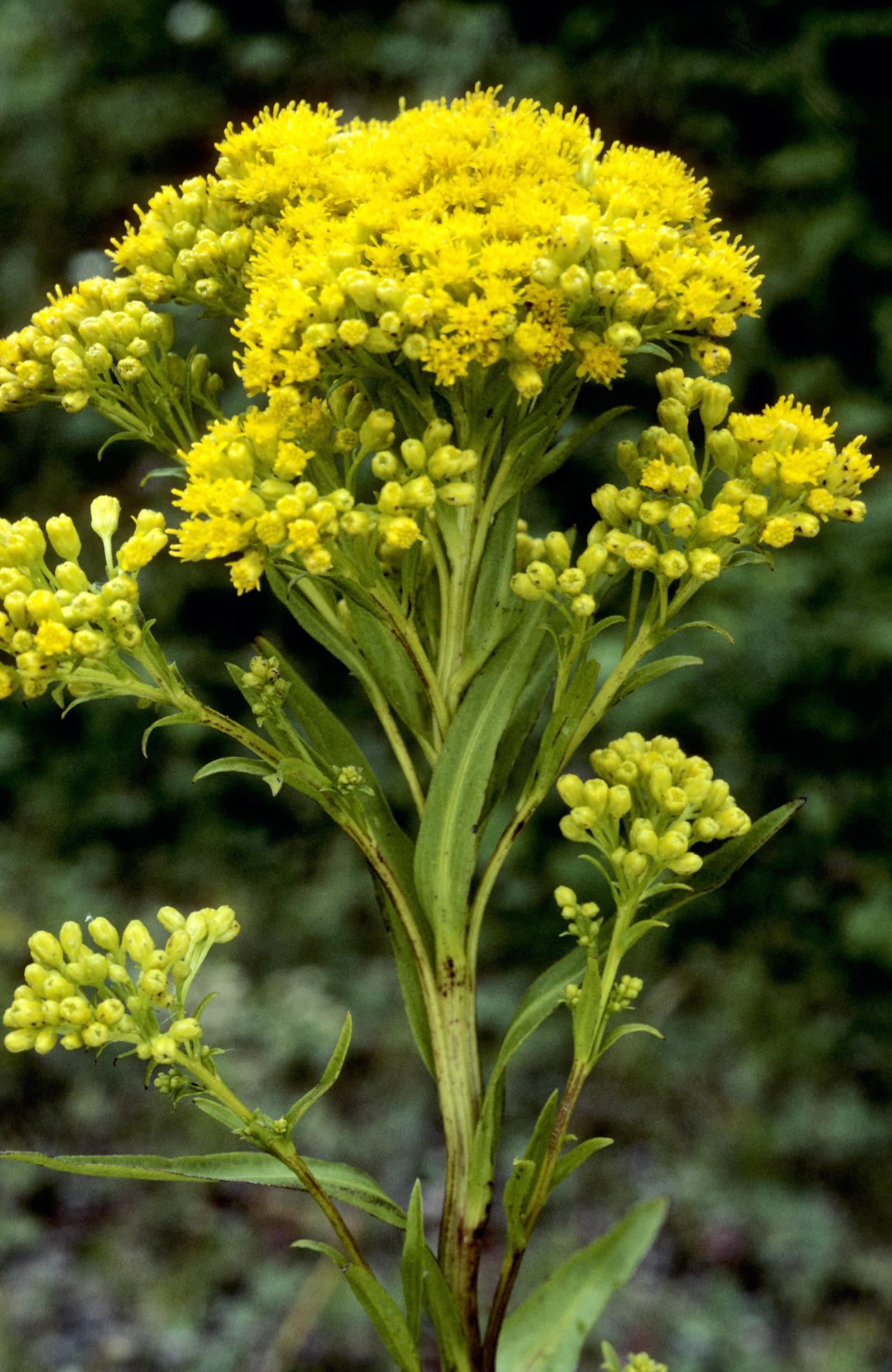 Ohio Goldenrod