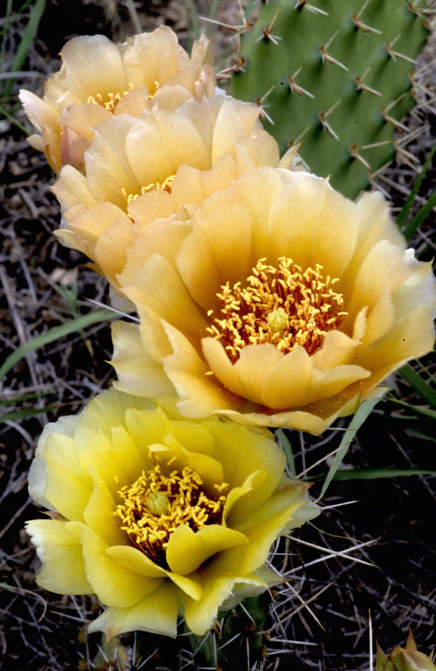 Twist-Spine Prickly-Pear