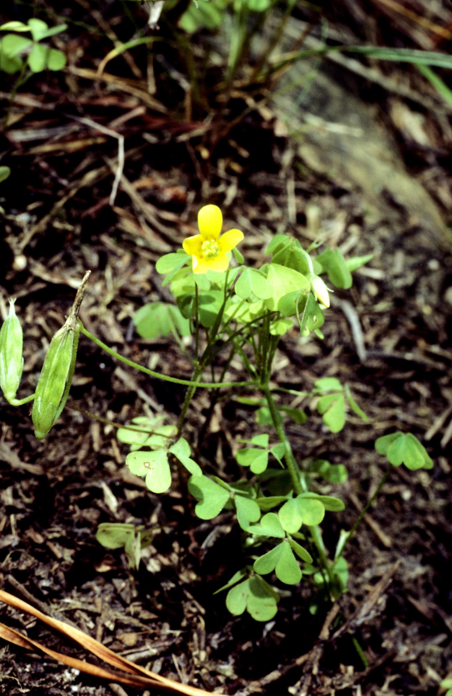 Slender Yellow Wood-Sorrel