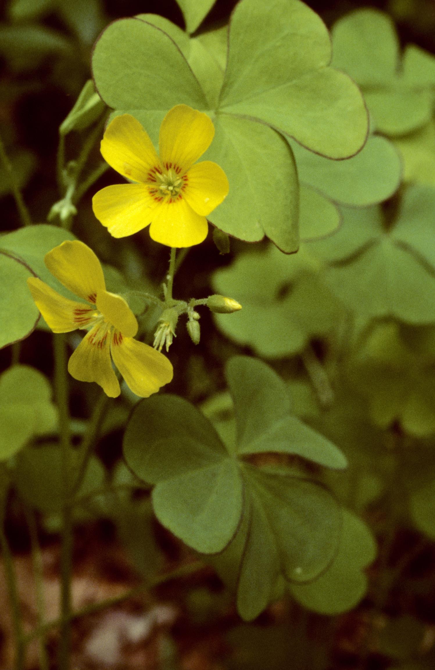 Great Yellow Wood-Sorrel