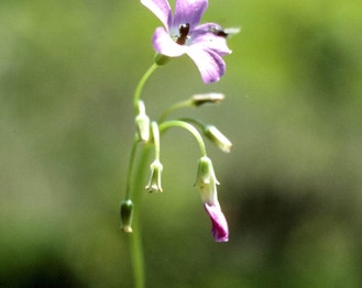 Violet Wood-Sorrel