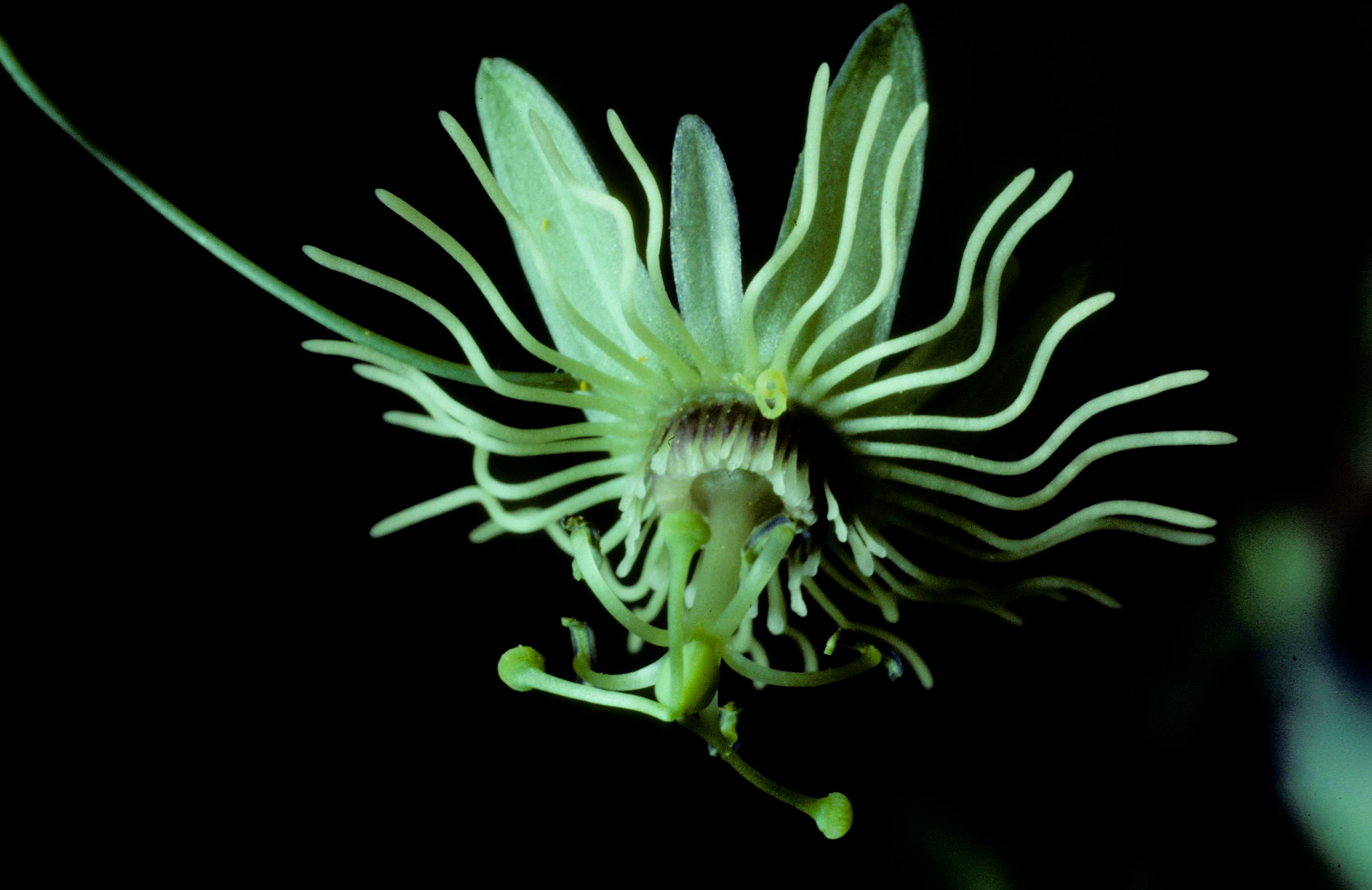 Yellow Passion-Flower