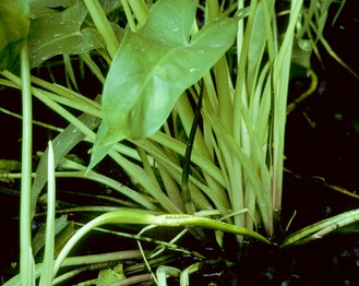 Green Arrow-Arum