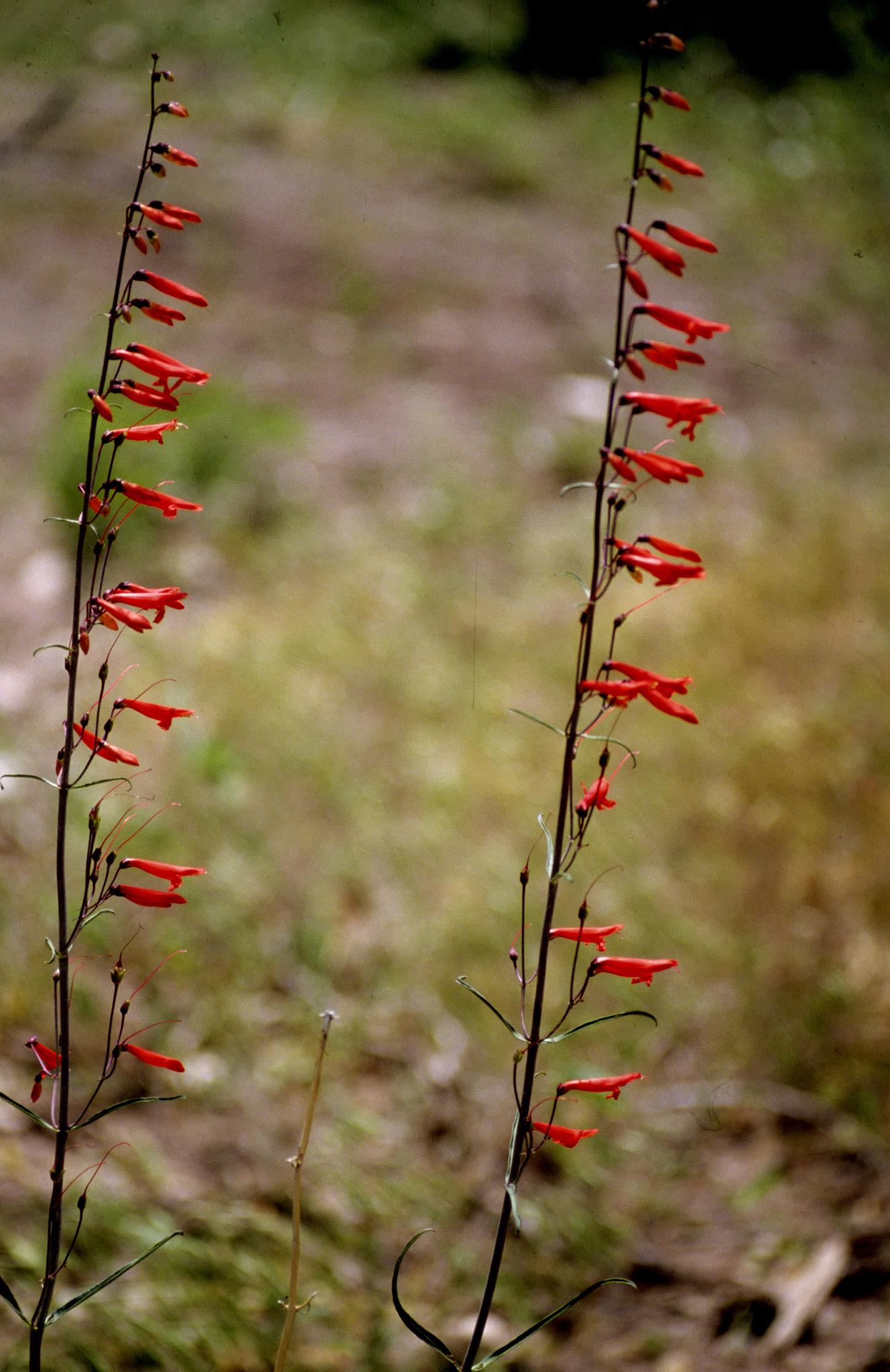 Beard-Lip Beardtongue