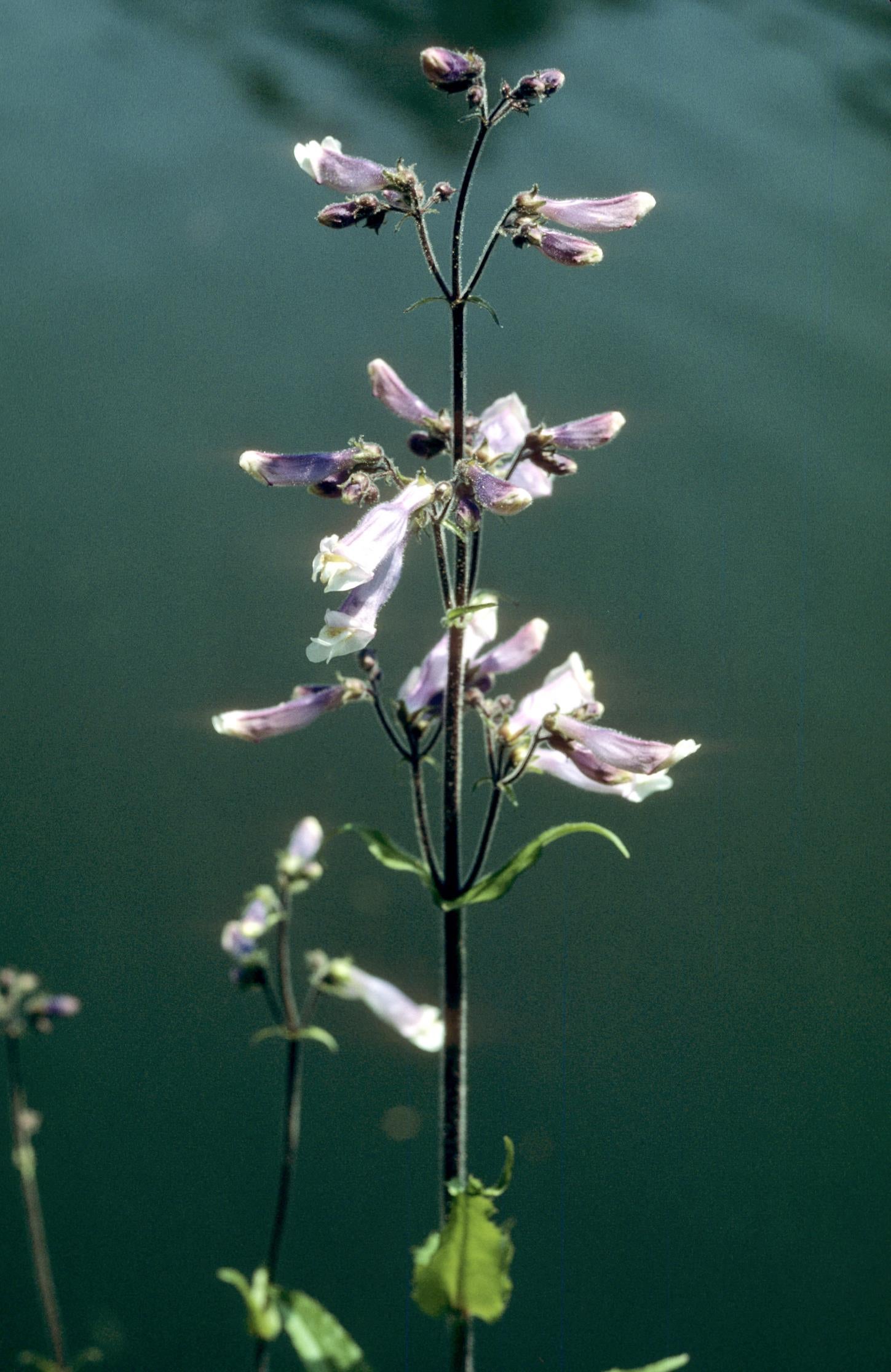 Hairy Beardtongue