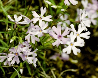 Cleft Phlox
