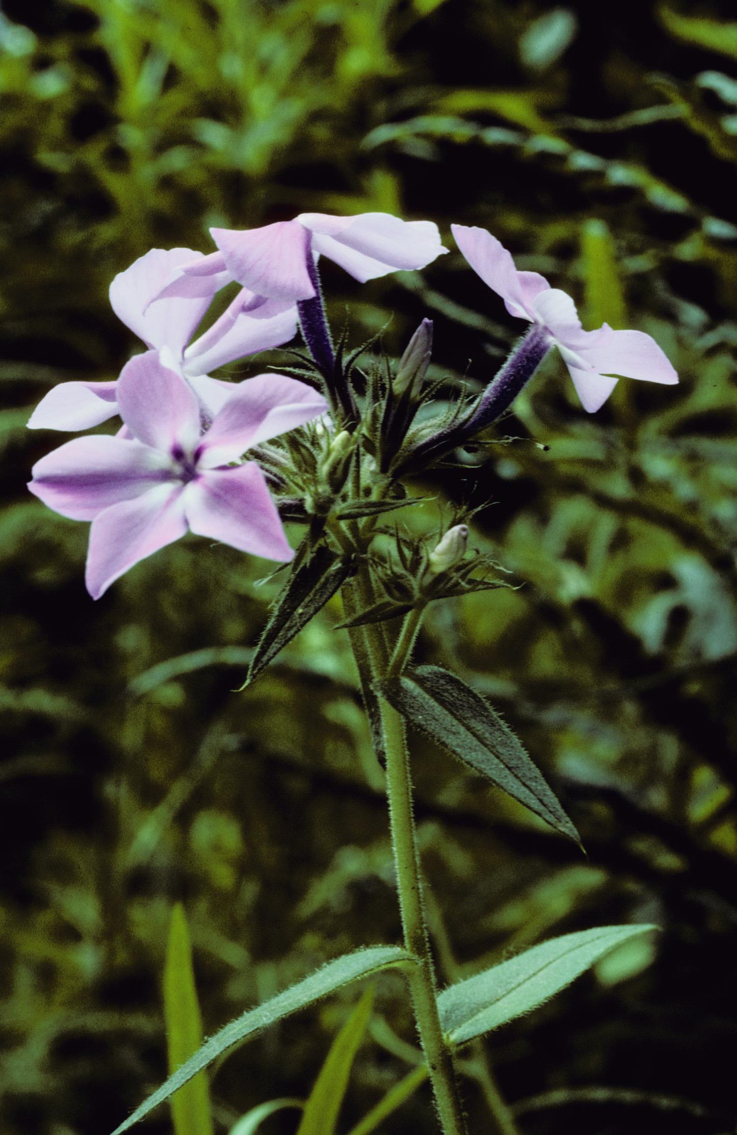 Downy Phlox