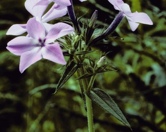 Downy Phlox
