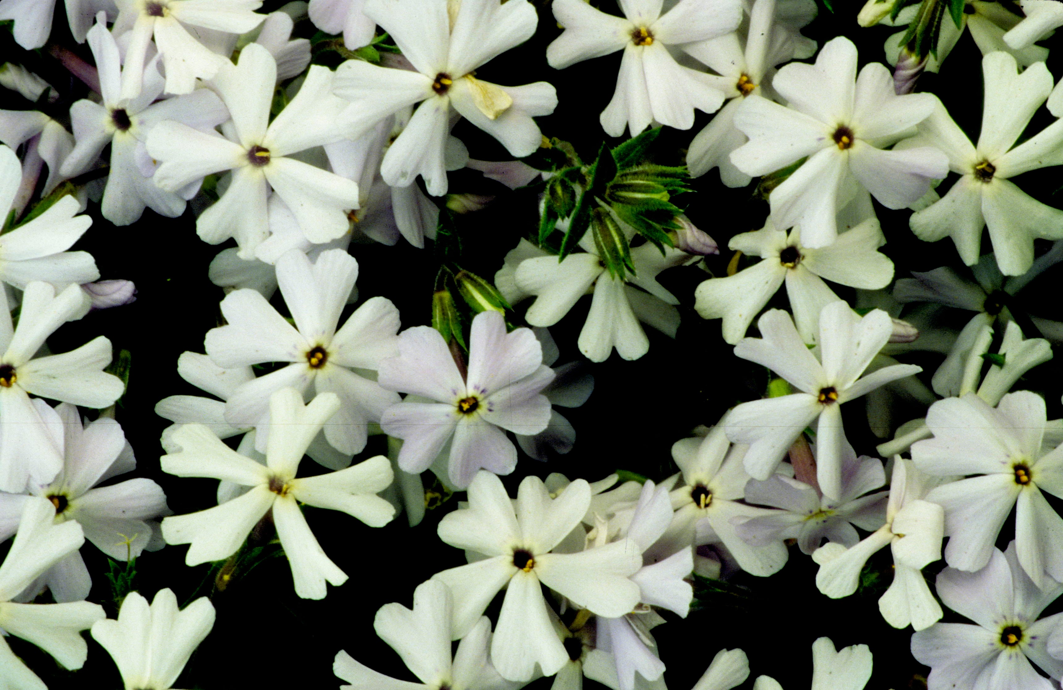 Moss Phlox