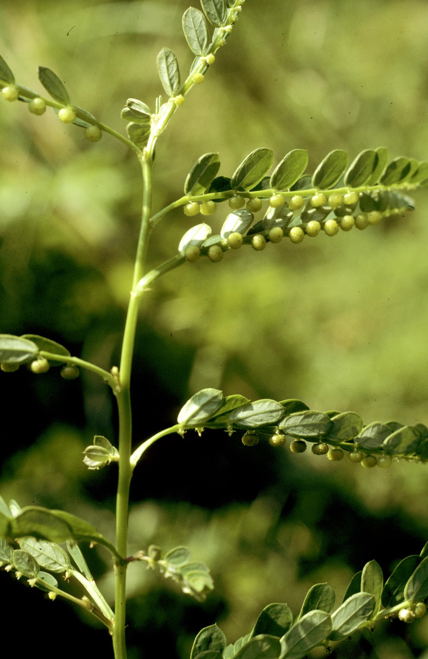 Carolina Leaf-Flower
