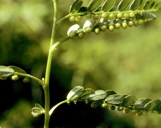 Carolina Leaf-Flower
