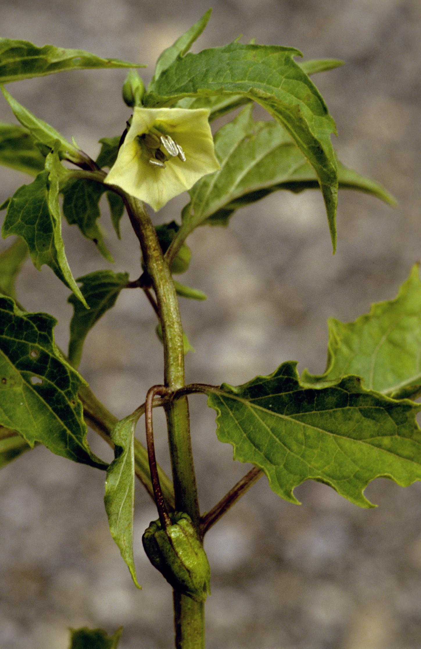 Cut-Leaf Ground-Cherry