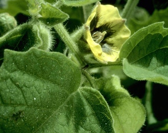 Clammy Ground-Cherry