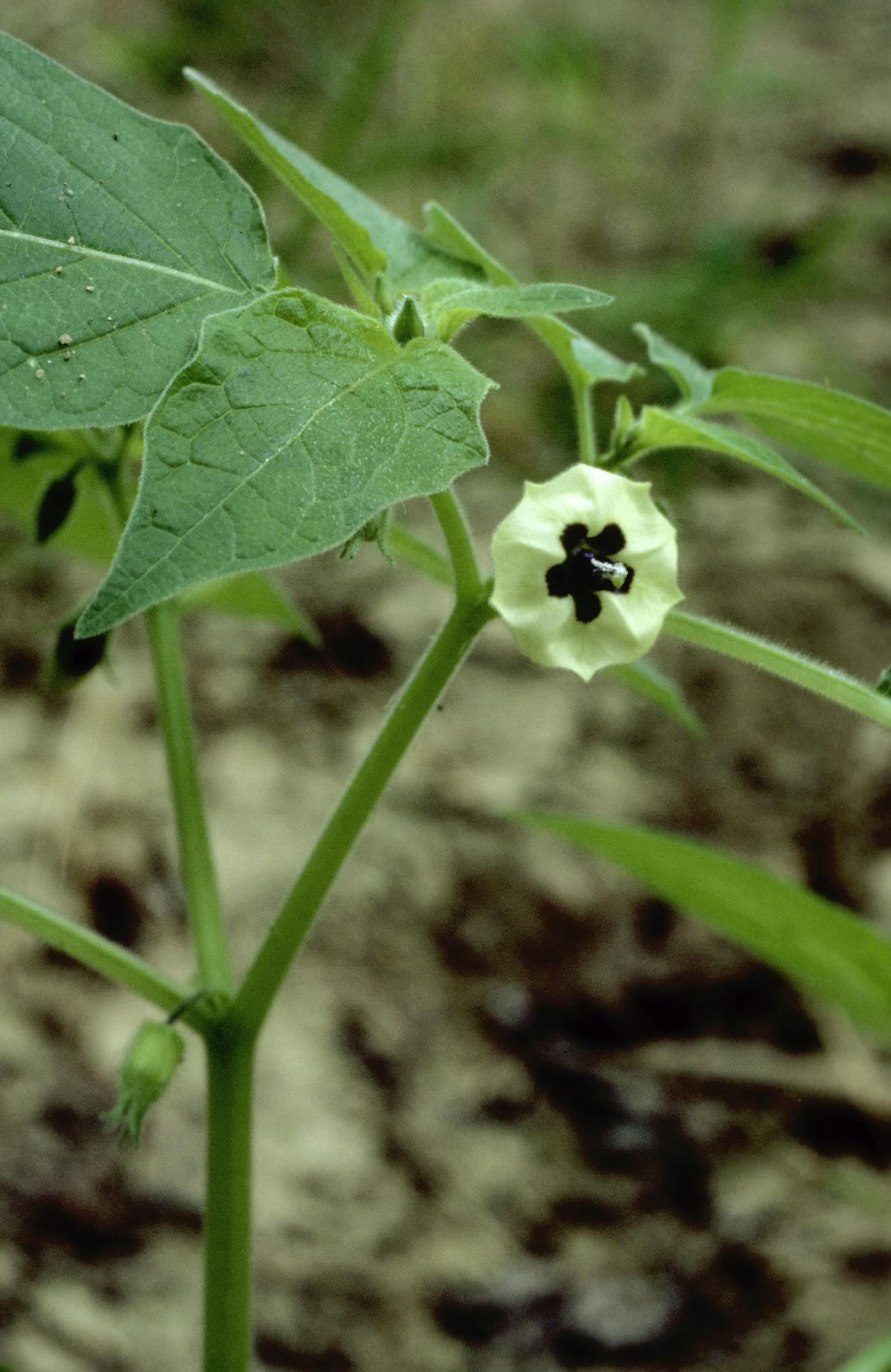 Husk-Tomato