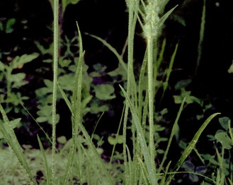 Large-Bract Plantain