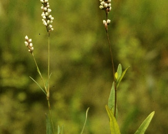 Swamp Smartweed