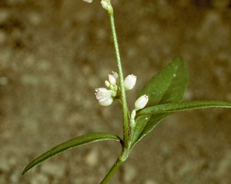 Pinkweed