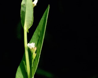 Arrow-Leaf Tearthumb