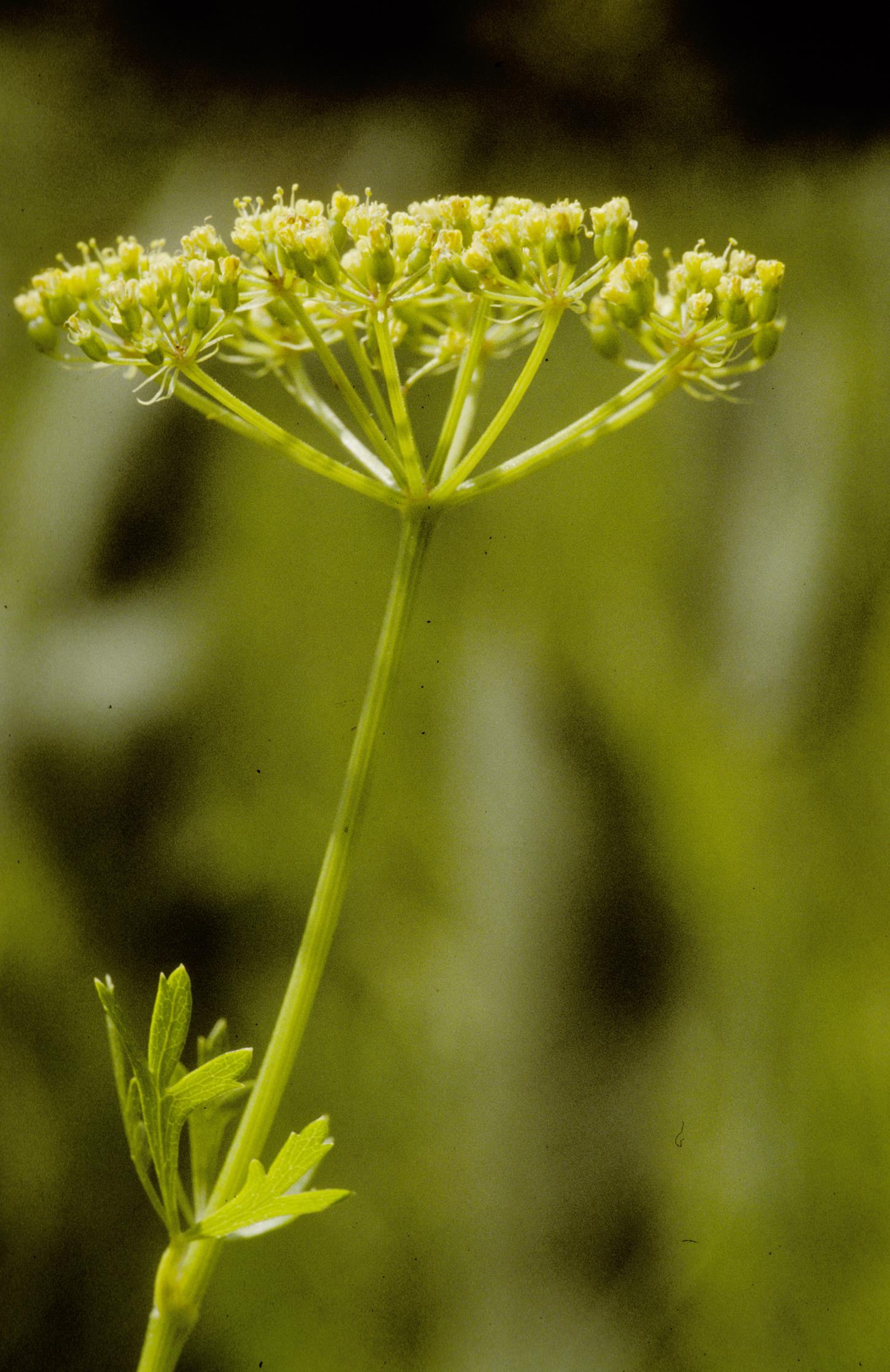 Nuttall's Prairie-Parsley