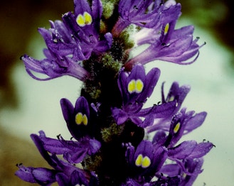 Pickerelweed