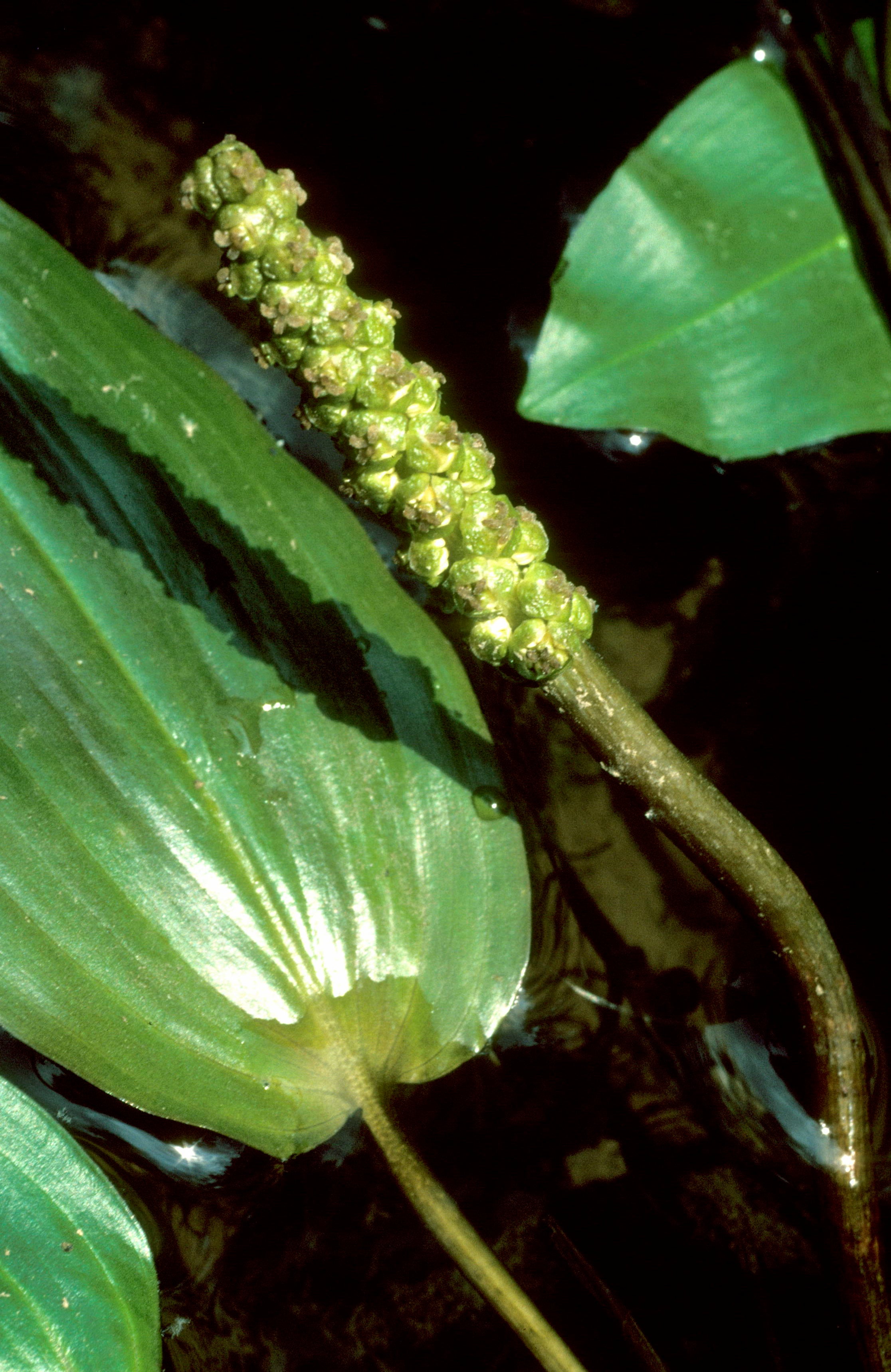 Large-Leaf Pondweed