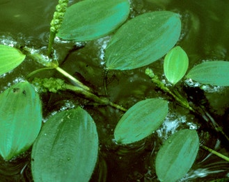 Waterthread