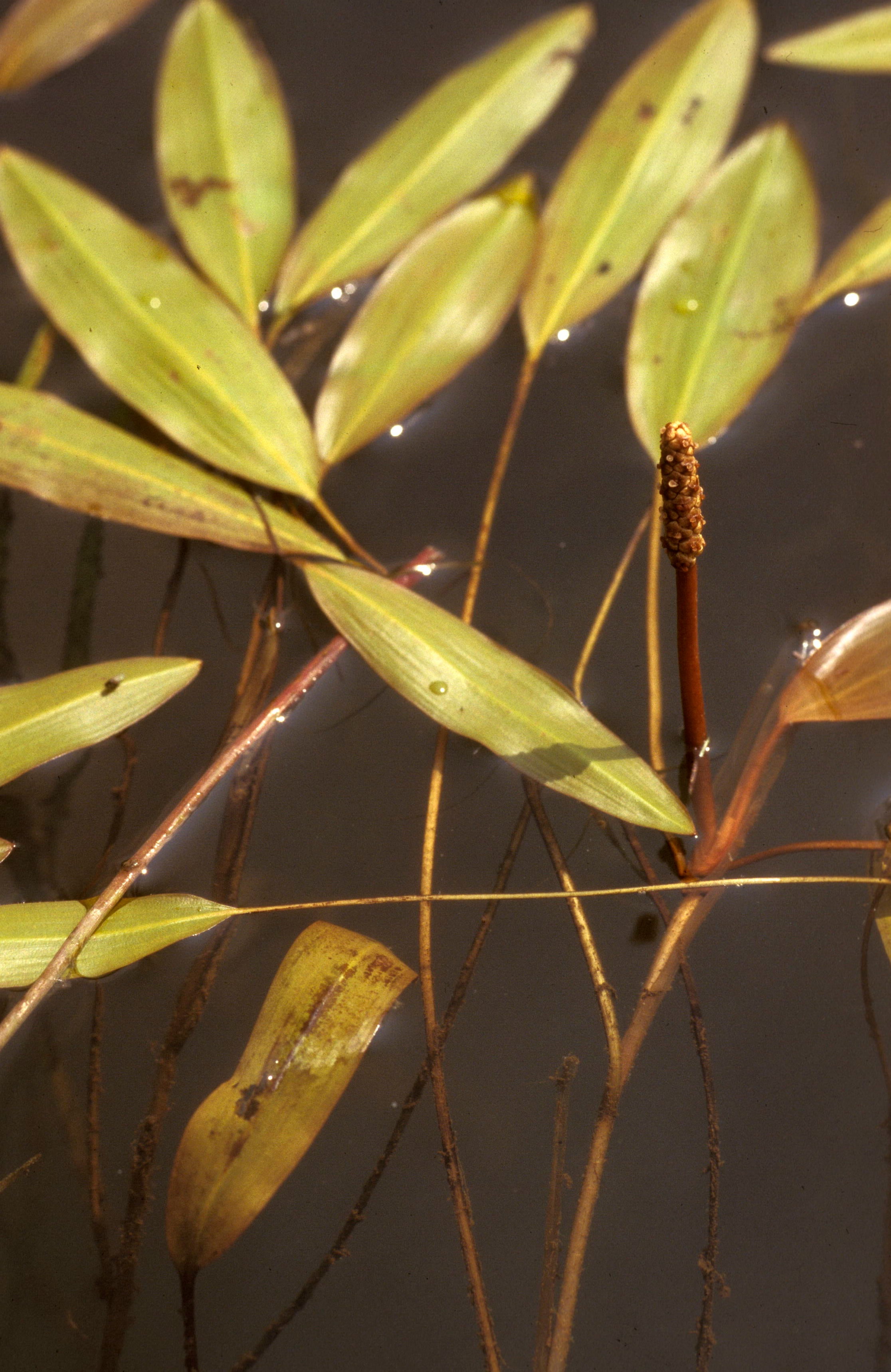 Long-Leaf Pondweed