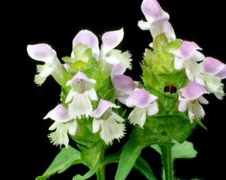 Common Selfheal