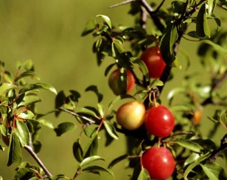 Chickasaw Plum