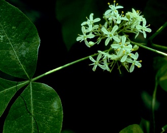 Common Hoptree