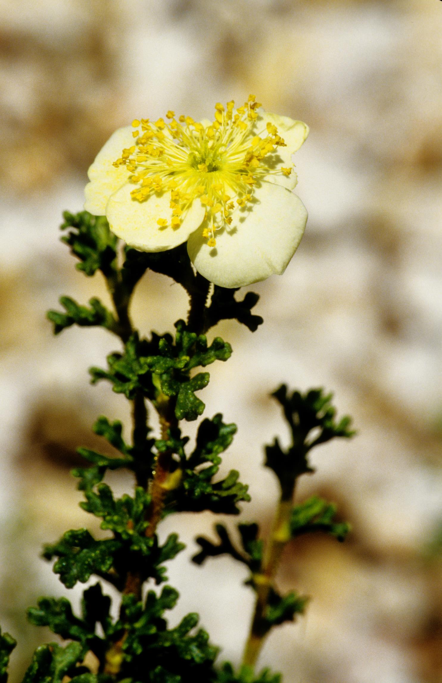 Quininebush