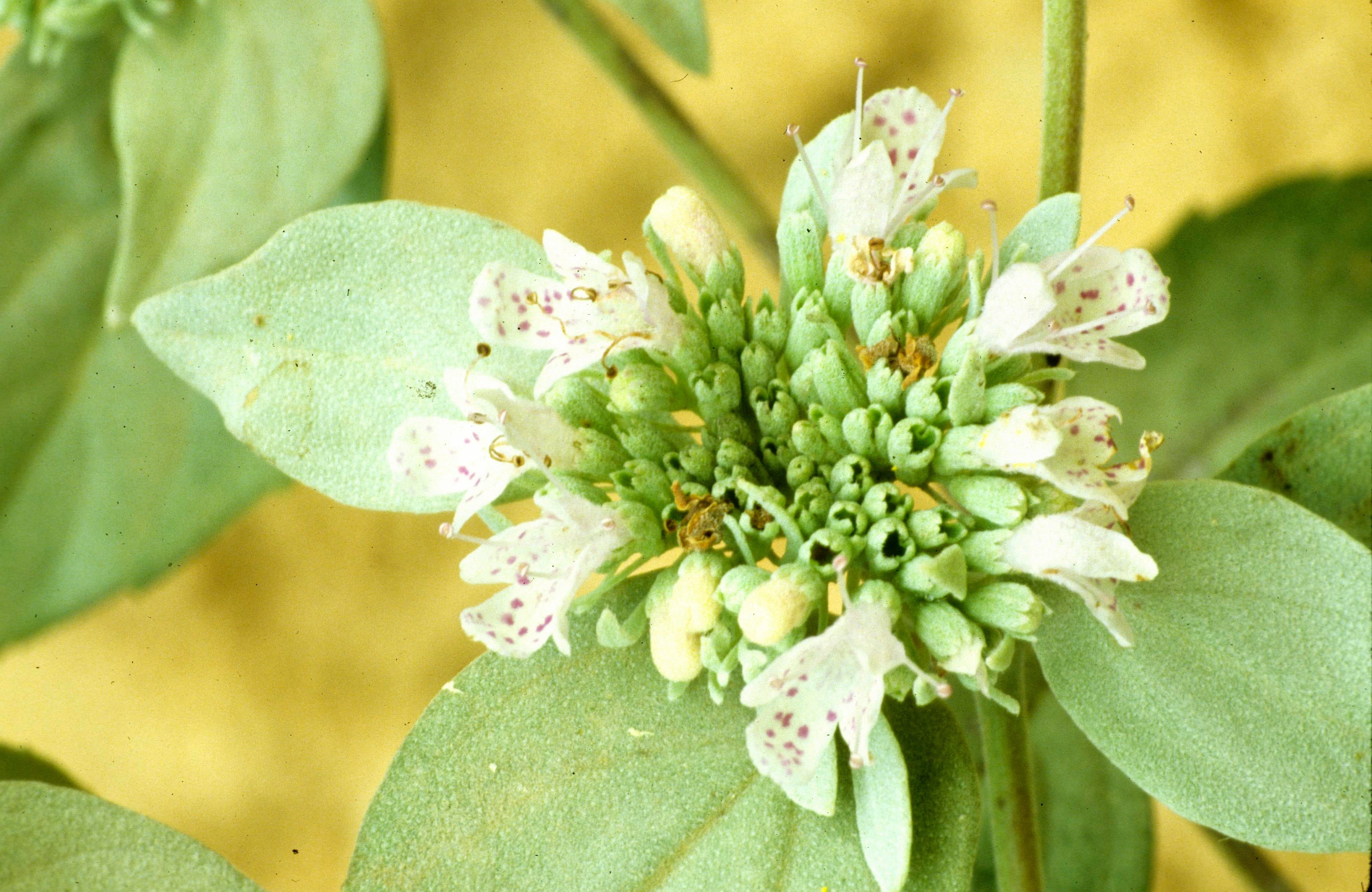 White-Leaf Mountain-Mint